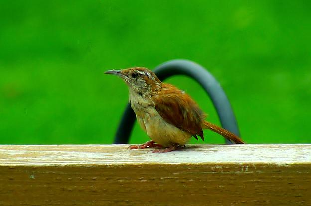 Carolina Wren