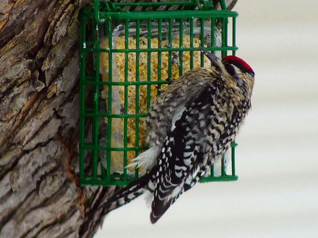 Red-naped Sapsucker