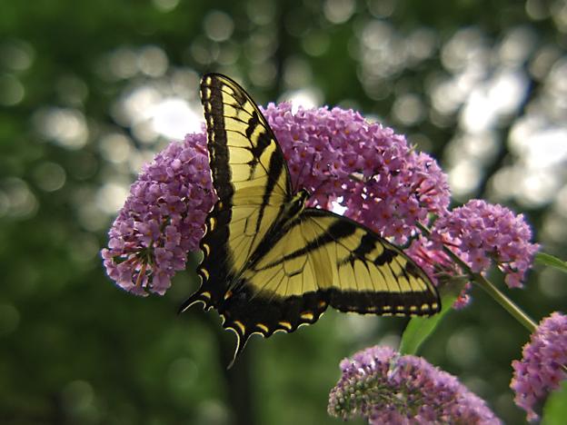 Yellow Swallowtail