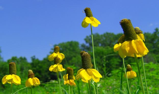 Prairie Cone