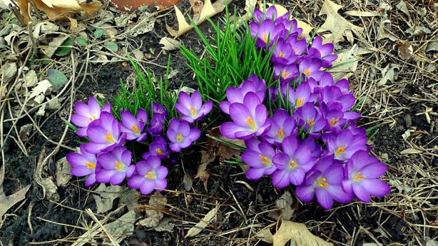 Purple Crocus