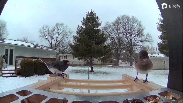 Pair of Dark Eyed Juncos (AKA Snow Birds)