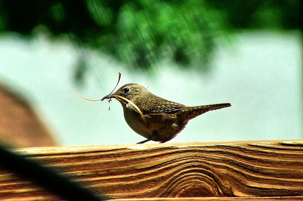 House Wren 