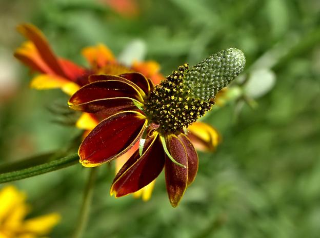 Prairie Cone