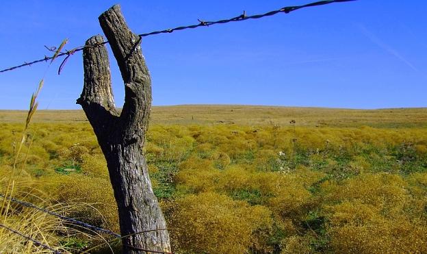 Forked Fence Post