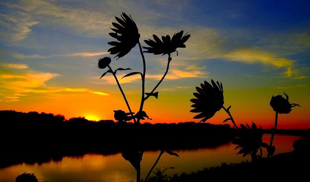 Sunflower Sihouette