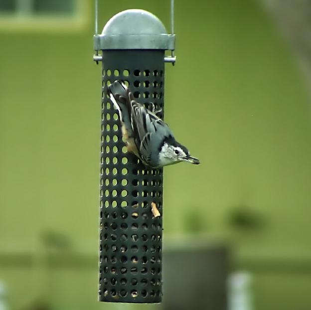 White Breasted Nuthatch