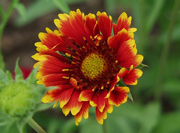 Indian Blanket