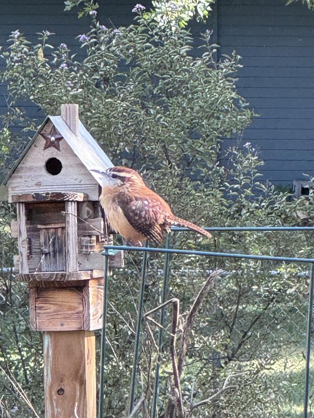 Carolina Wren