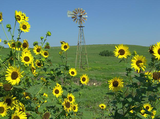 Sunflowers and Windmill