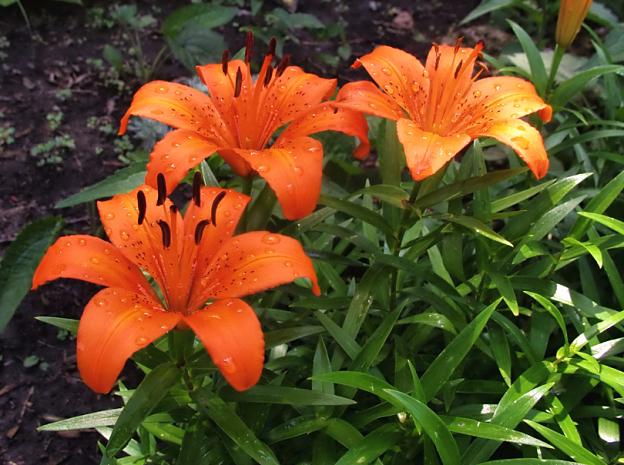 Orange Lilies