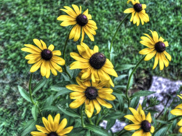 Black Eyed Susans