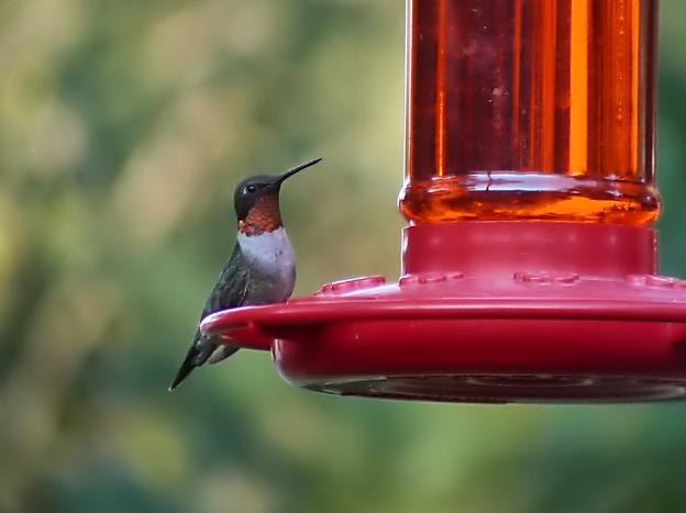 Rufous Hummingbird