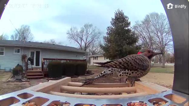 Northern Flicker