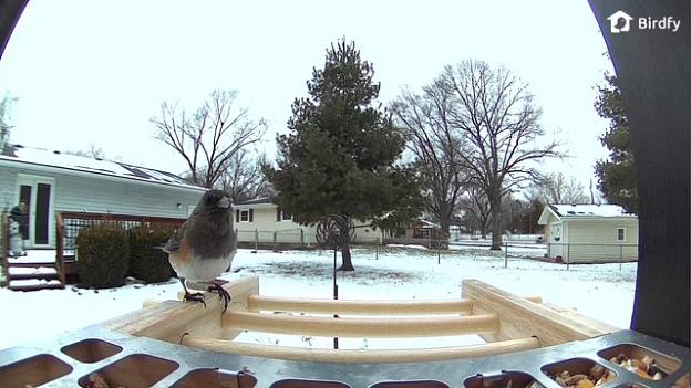 Dark Eyed Junco