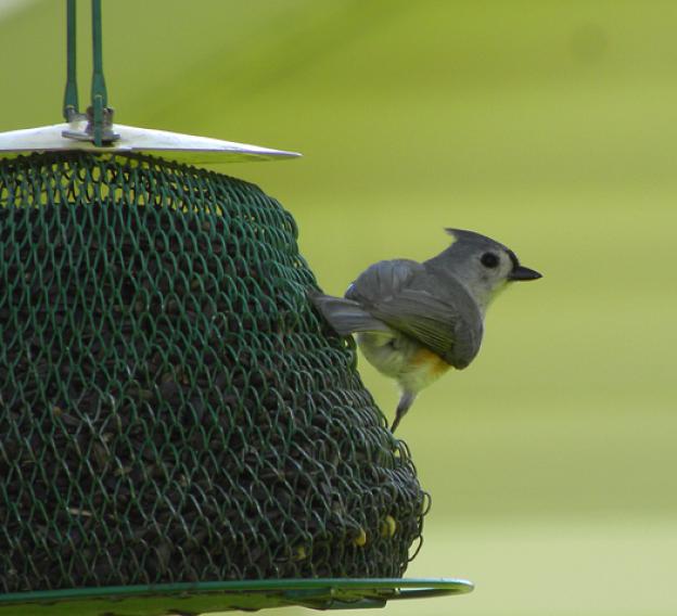 Tufted Titmouse