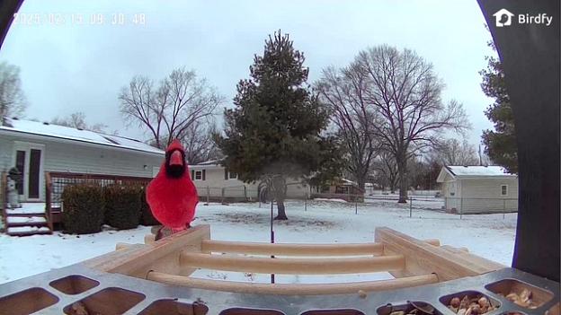 Northern Cardinal