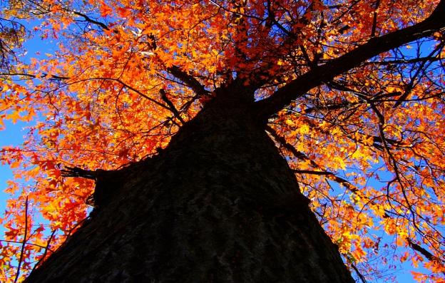 Looking Up to Autumn