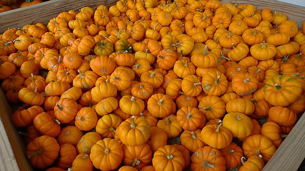 Tiny Pumpkins