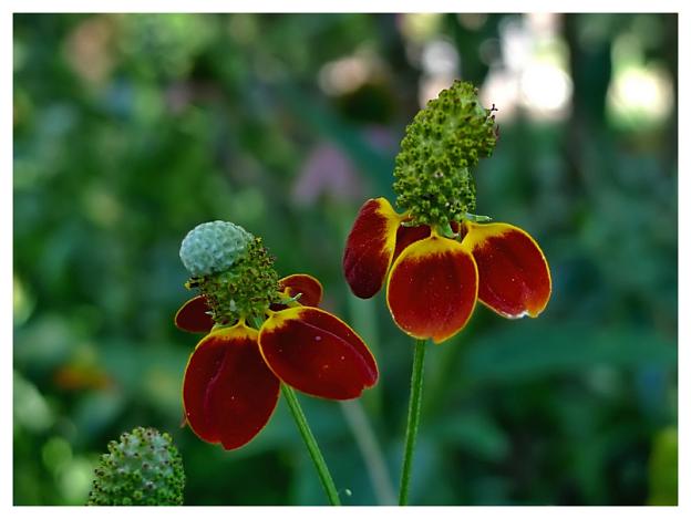 Prairie Cone