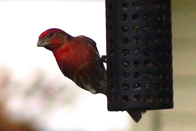 House Finch