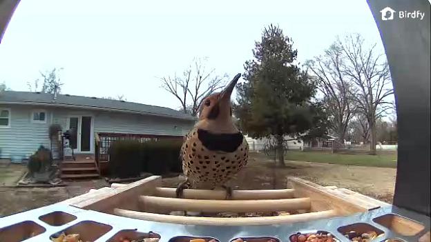 Northern Flicker