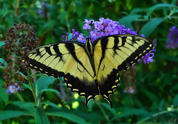 Yellow Swallowtail