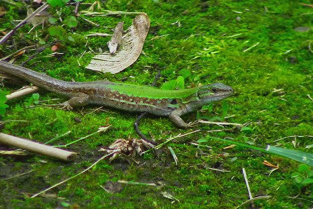 Italian Wall Lizard