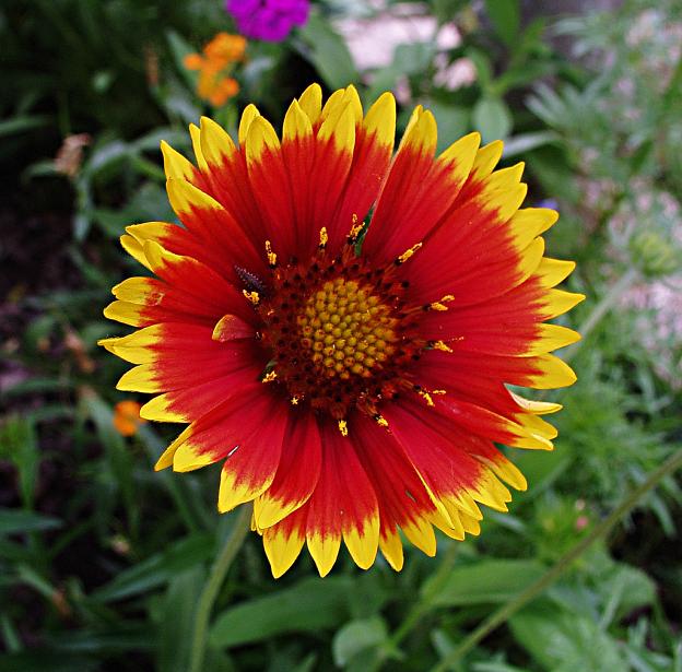 Indian Blanket