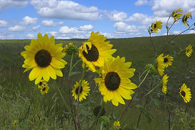 Kansas State Flower