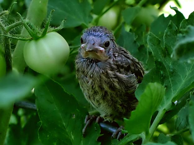 Infant Cardinal