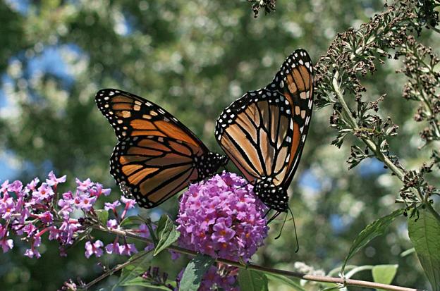 Monarch Butterflies