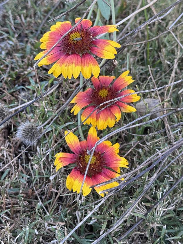 Indian Blanket