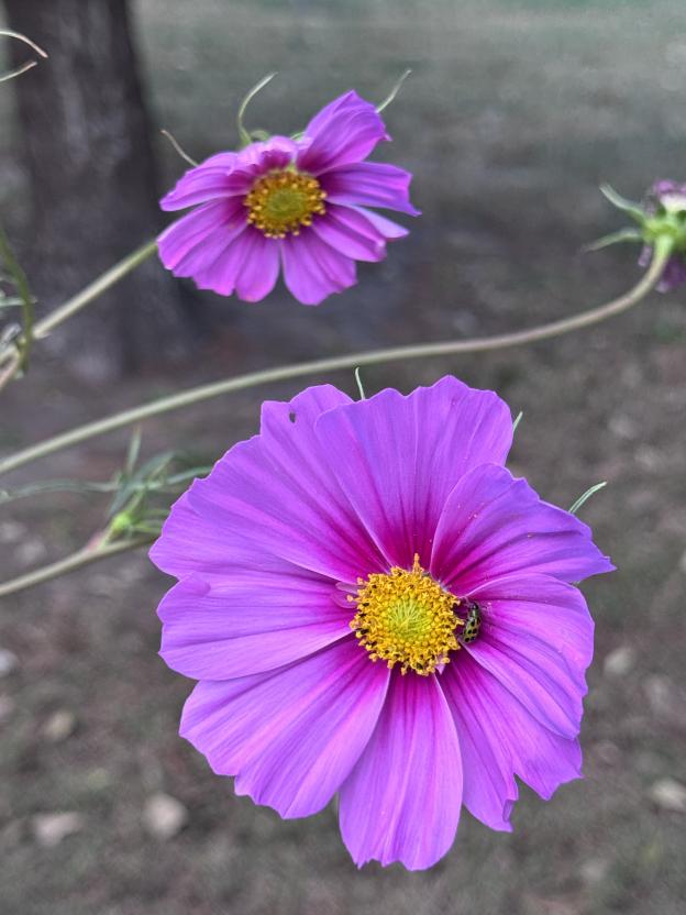 Cosmos Flower