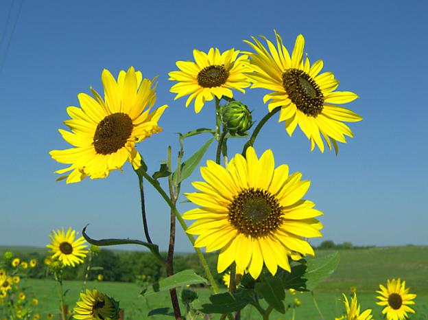 Kansas State Flower in Summer