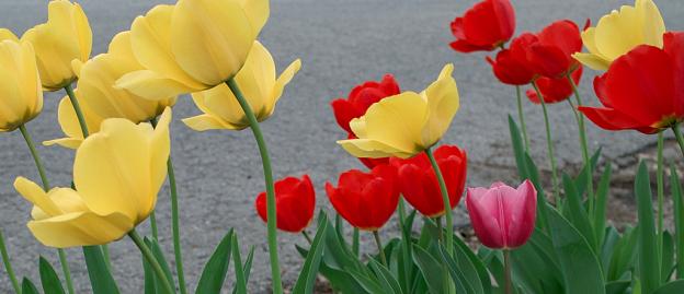 Spring Tulips