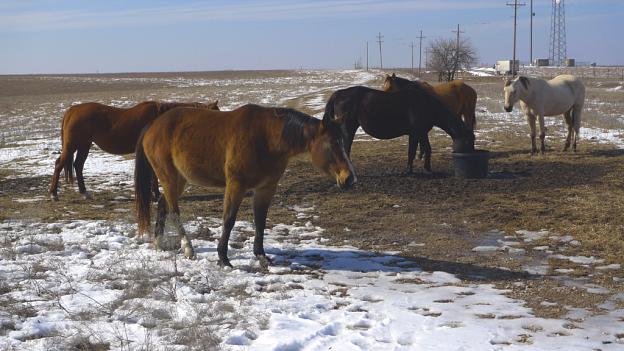 Hungry Horses