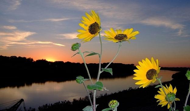 Sunset Sunflowers