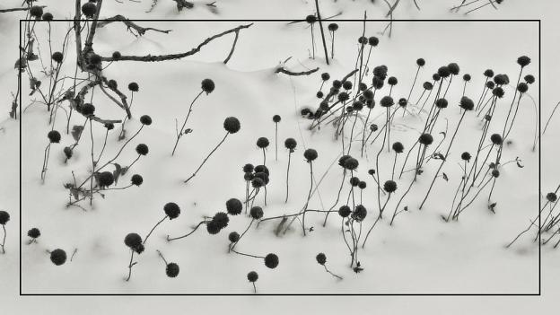 Seed Pods in Snow