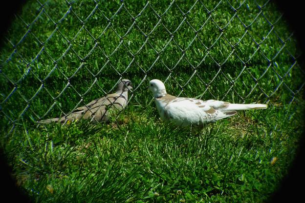 Collard Doves