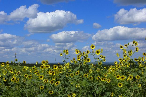 Roadside Sun Flowers