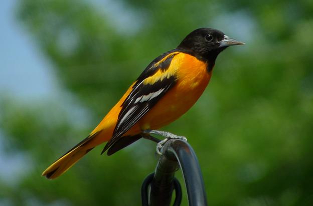 Baltimore Oriole