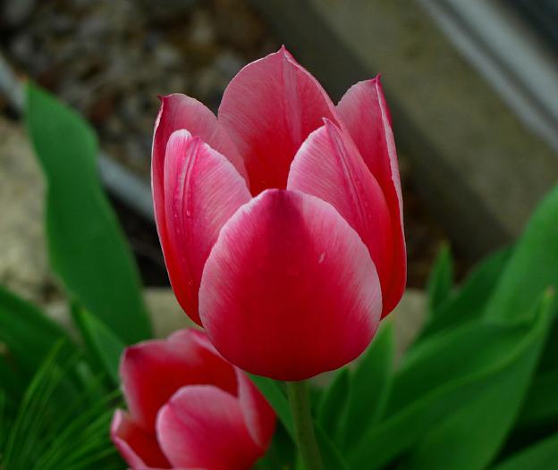 Tulip