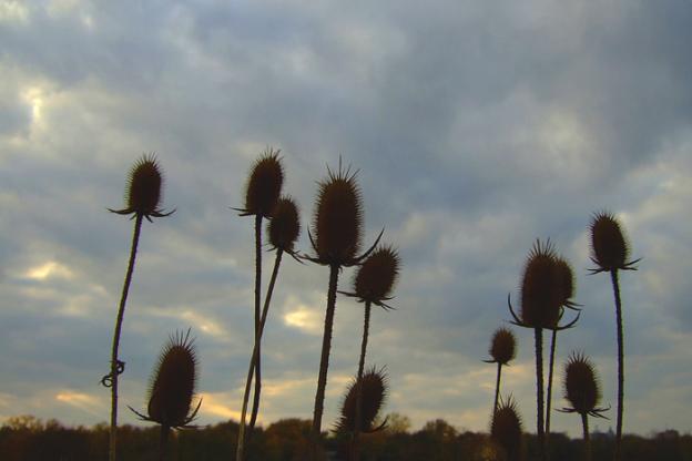 Cattail Seed Pods