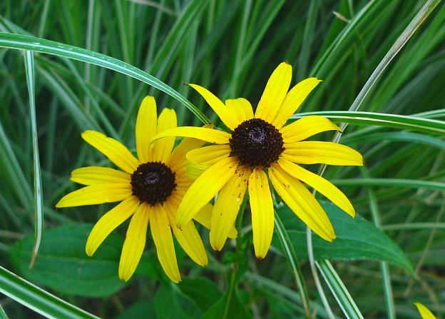 Black-Eyed Susan