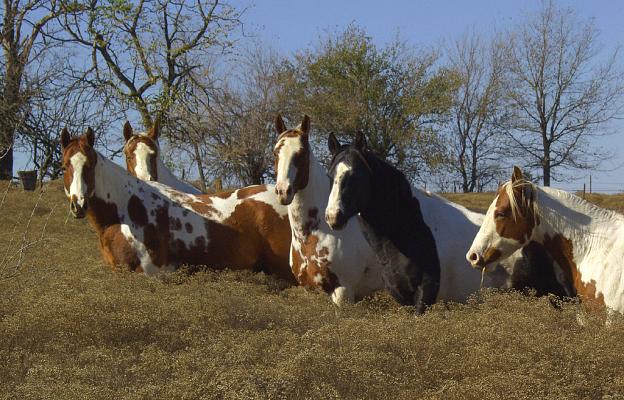 Horses in the Broomweed