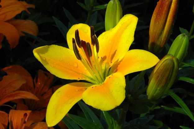 Yellow Lily