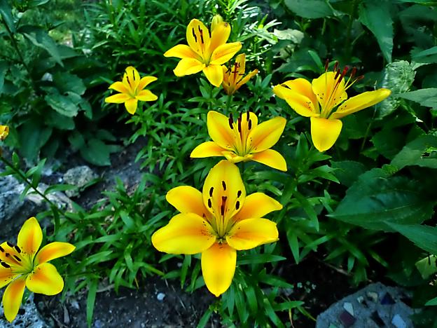 Yellow Lillies