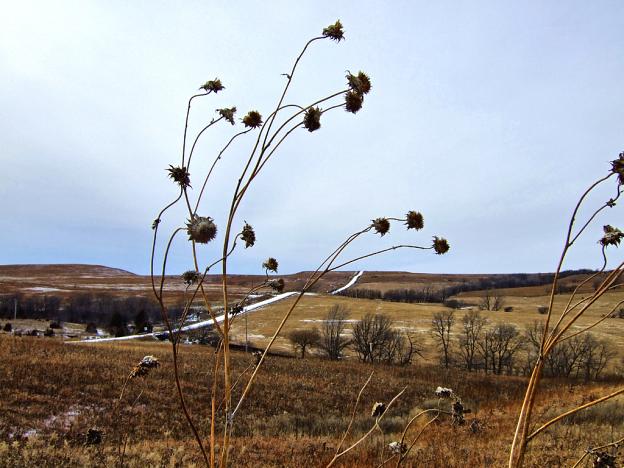 Seed Pods in Autumn
