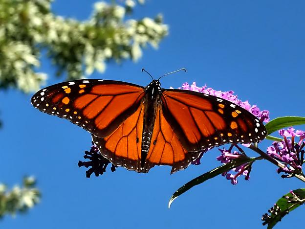 Monarch